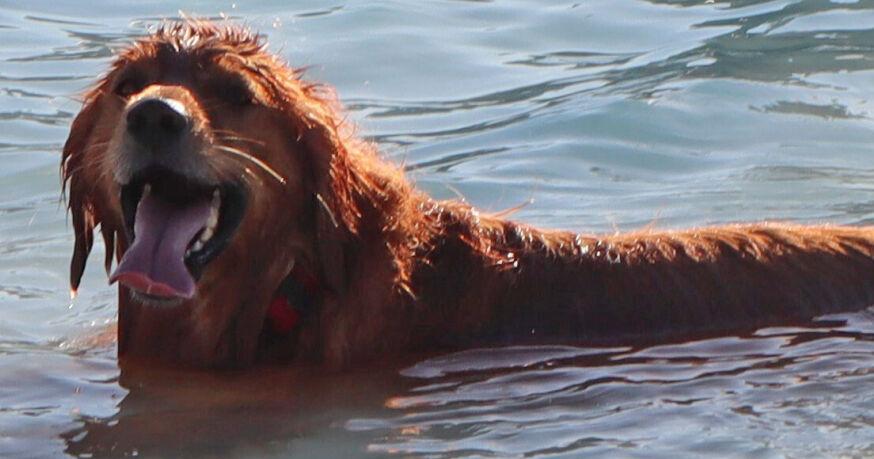 Oh dogs, just wanna have fun: Puppy Plunge is Sunday in Columbus