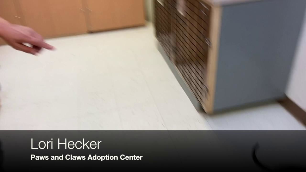 claws adoption center
