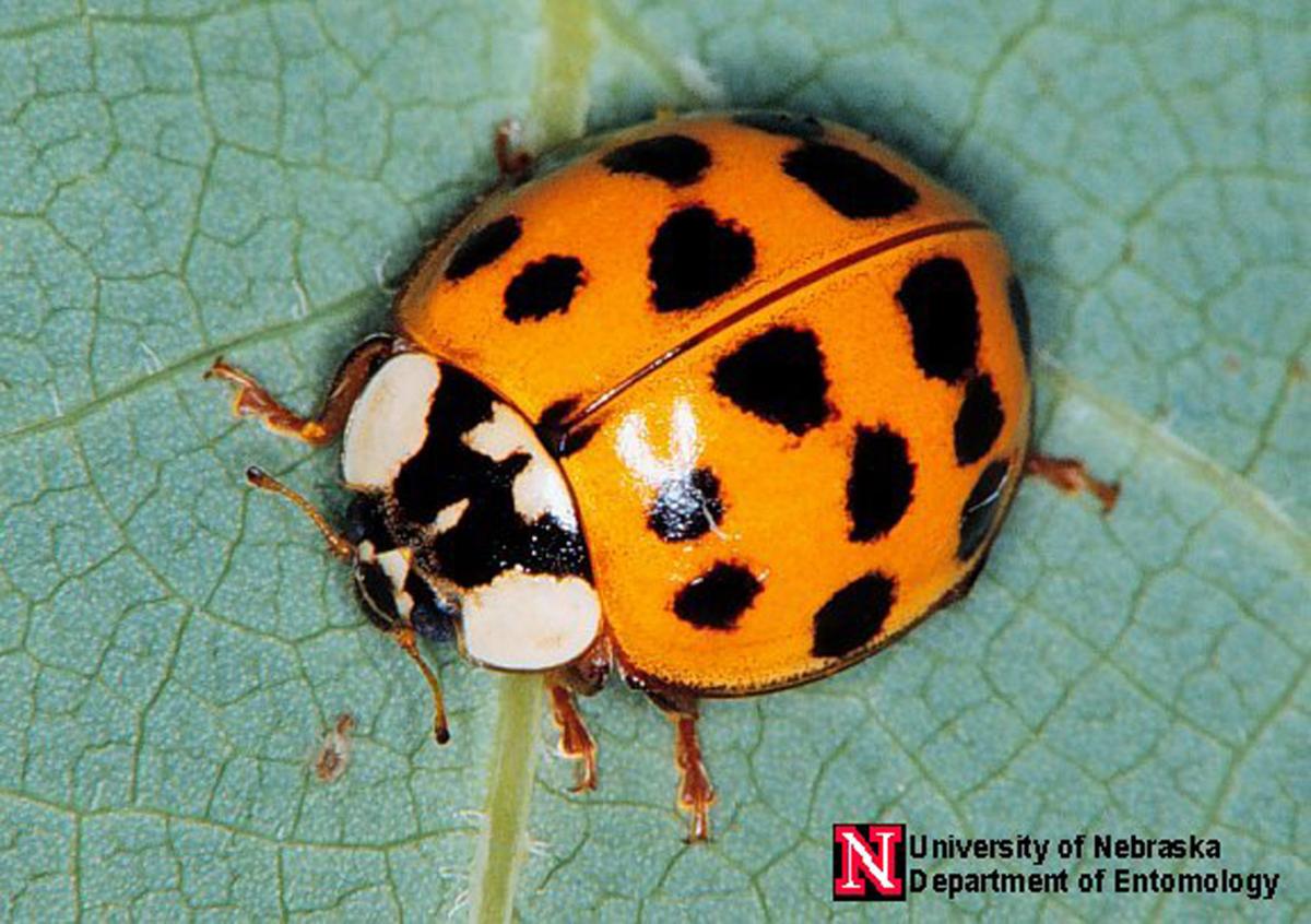 Asian lady beetles less than ladylike | Local | columbustelegram.com