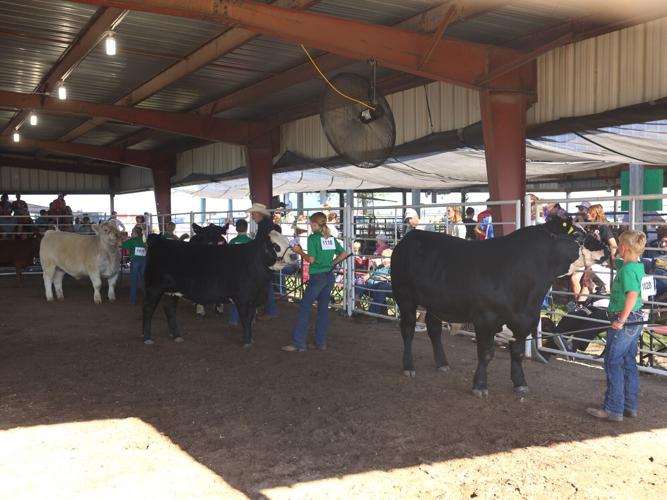 Junior beef showmanship