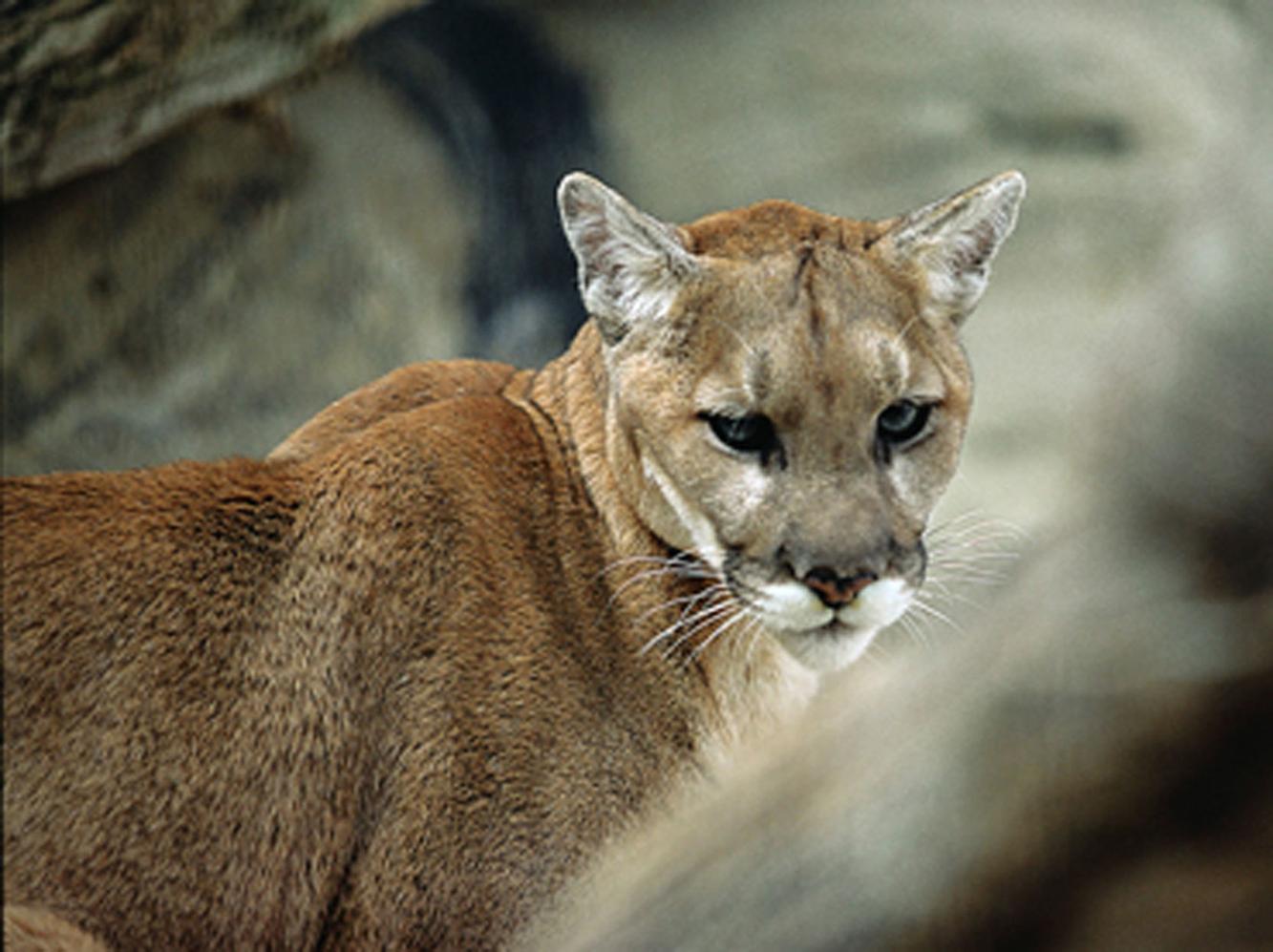 Mountain lion chased from Fullerton yard