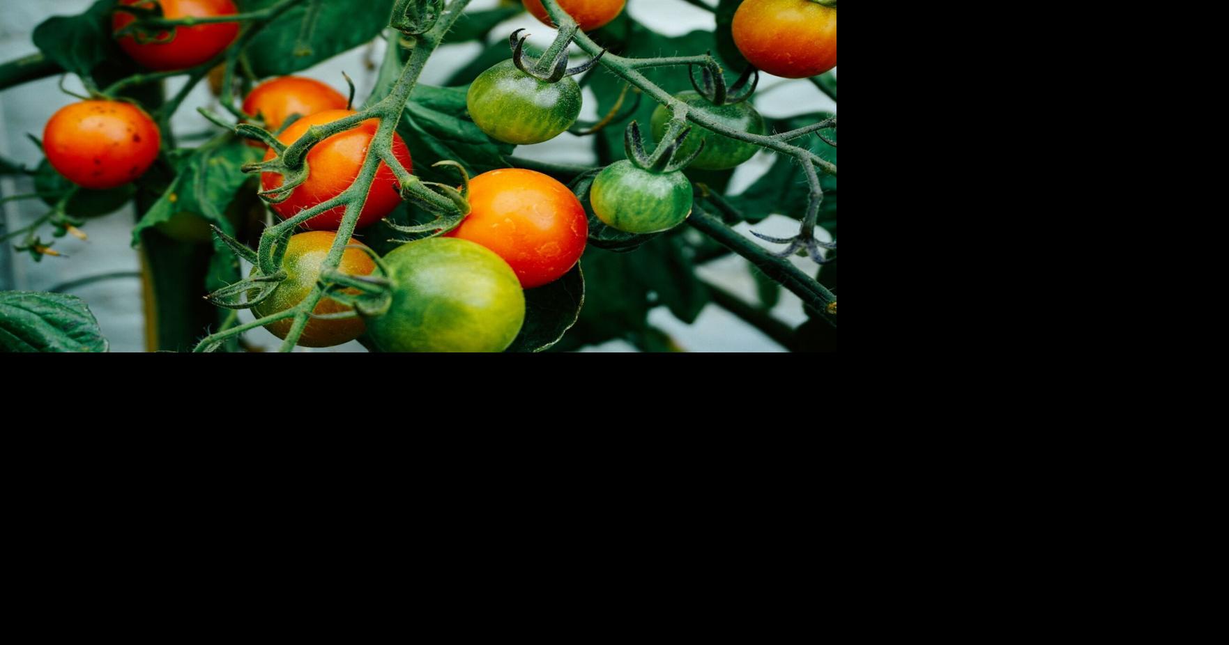 Feehan: Vegetable fruits to harvest and store