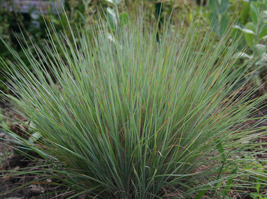 Little bluestem adds to your landscape