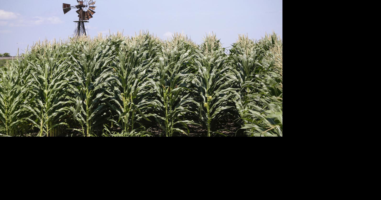 Learn about agricultural leases and financial risk management at Aug. 26 workshop