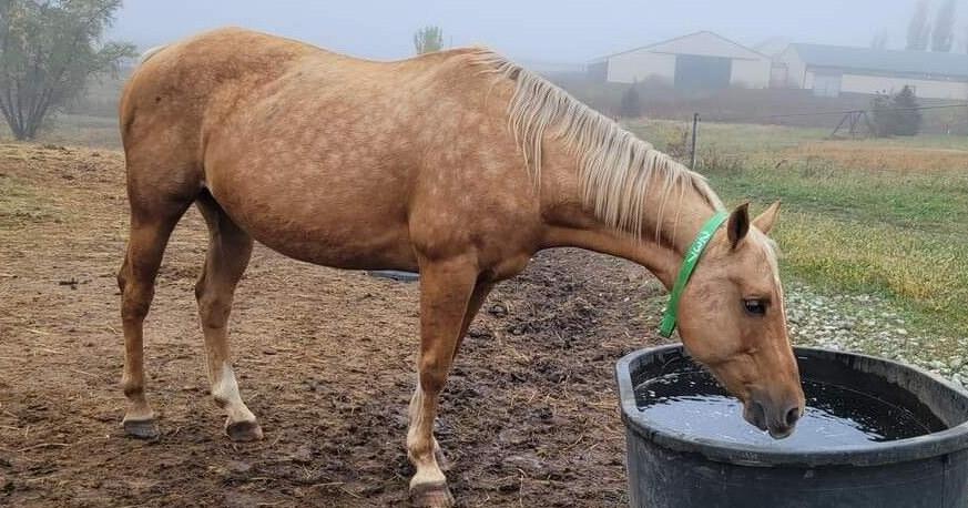 Nebraska storm has Epona Rescue needing help with horses - Vimarsana News