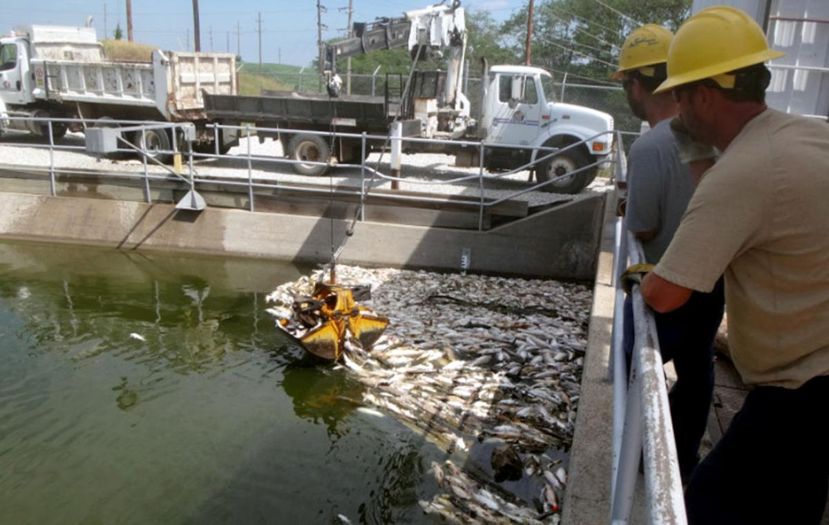 Official Thousands of fish killed in canal Local