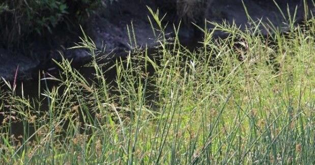 Wild Rice Origin There are three species of wild rice found in North America