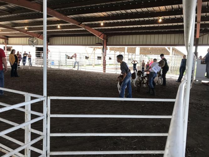 Goat show