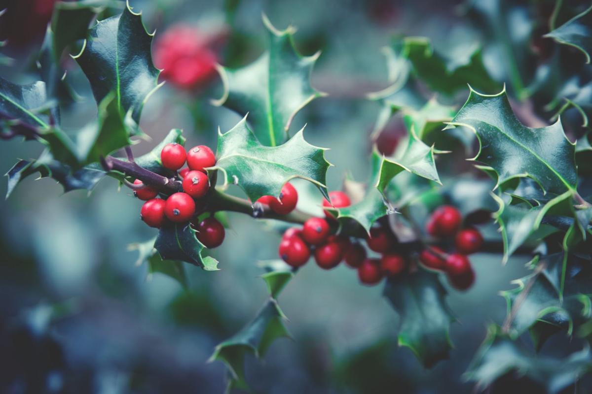 Plants to watch out for