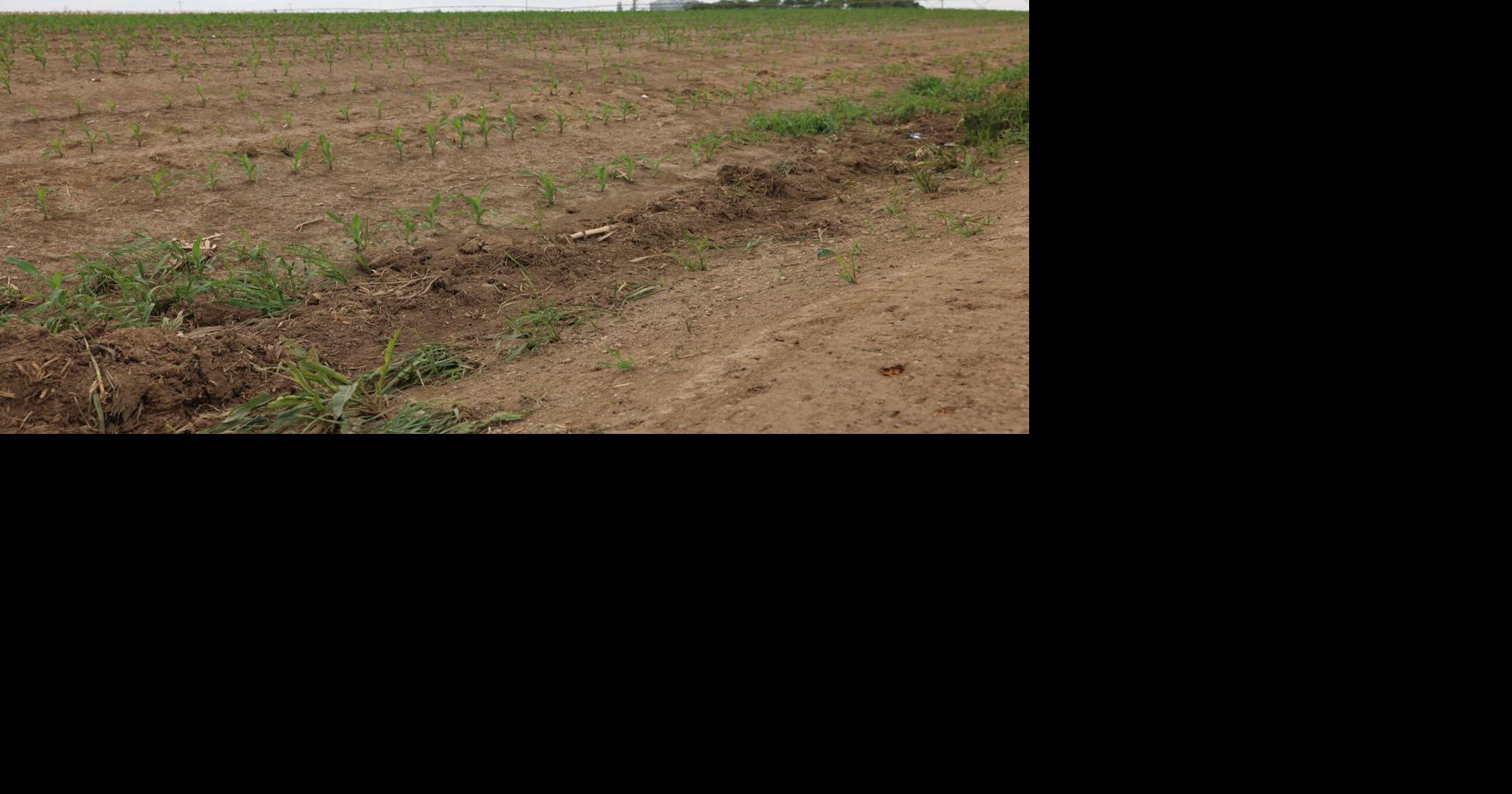 Platte County Highway Department warns landowners can't grow corn in roadside ditches