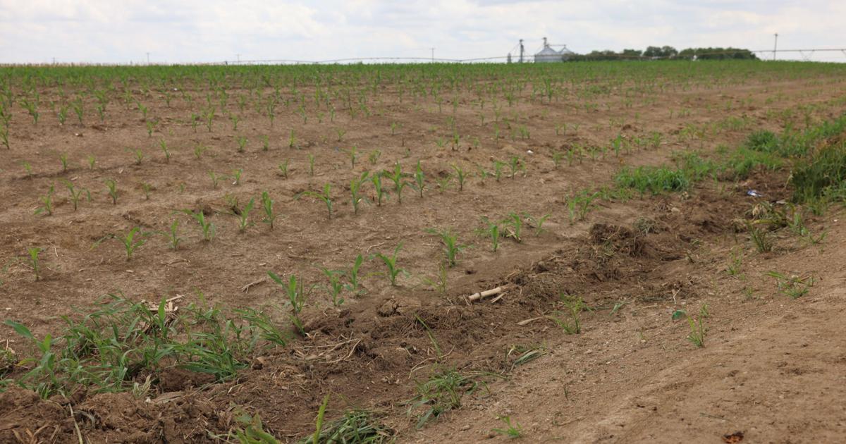 Platte County Highway Department warns landowners can't grow corn in roadside ditches