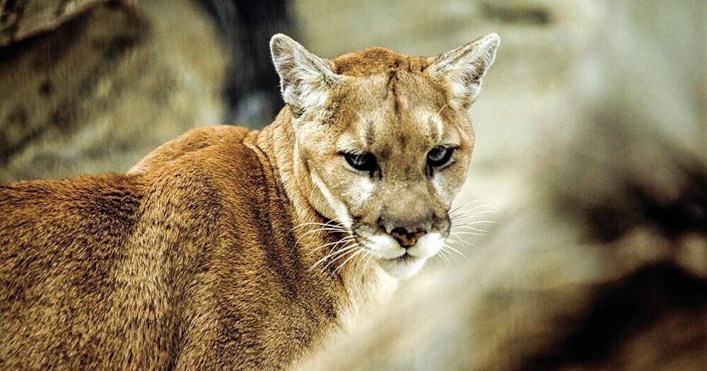 Adult mountain lion and cubs spotted in south-central Nebraska town - Vimarsana News