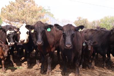 cows
