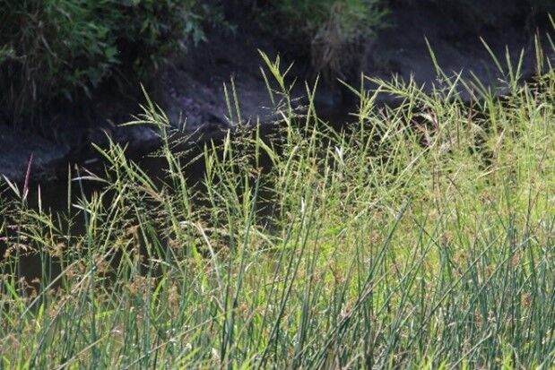 Wild Rice Season There are three species of wild rice found in North America