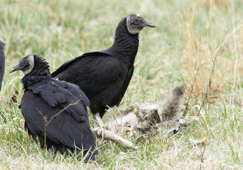 Farmers lose calves to black vultures State News
