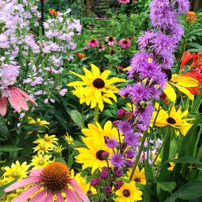 Master Gardeners offer perennial program | Local News | commercial-news.com