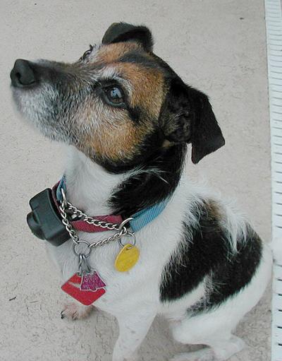 colby pet column