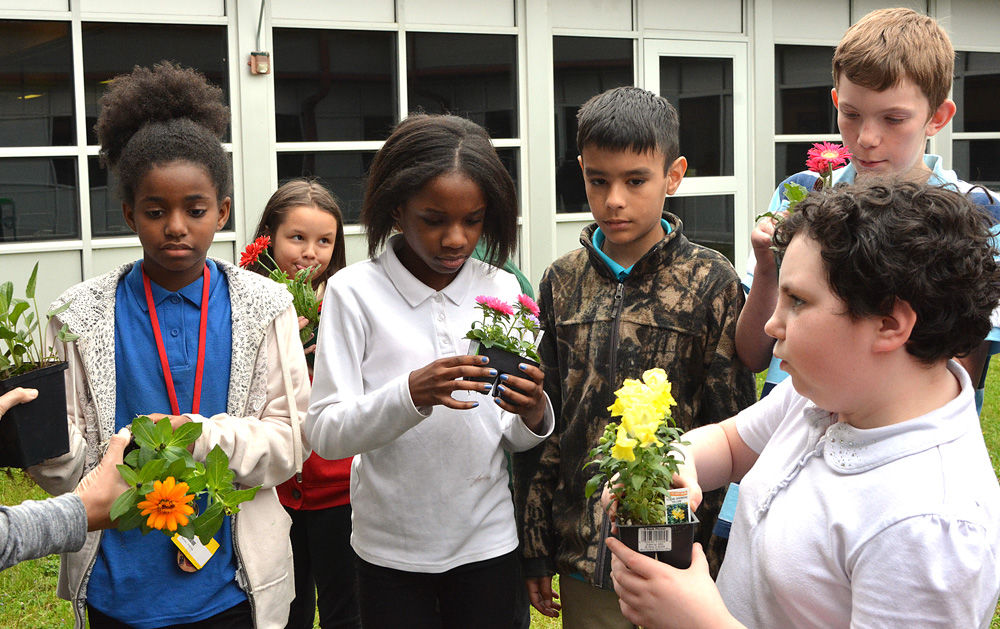Abuzz about bees at South View