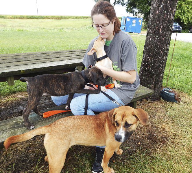 Vermilion County Animal Shelter - petfinder
