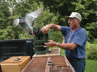 racing pigeons sidebar