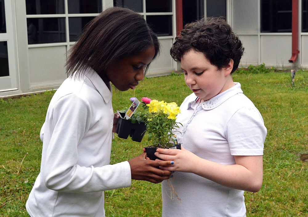 Abuzz about bees at South View