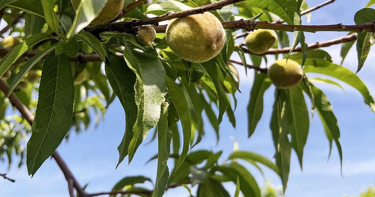 Peach output looks to be variable again this season - Vimarsana News