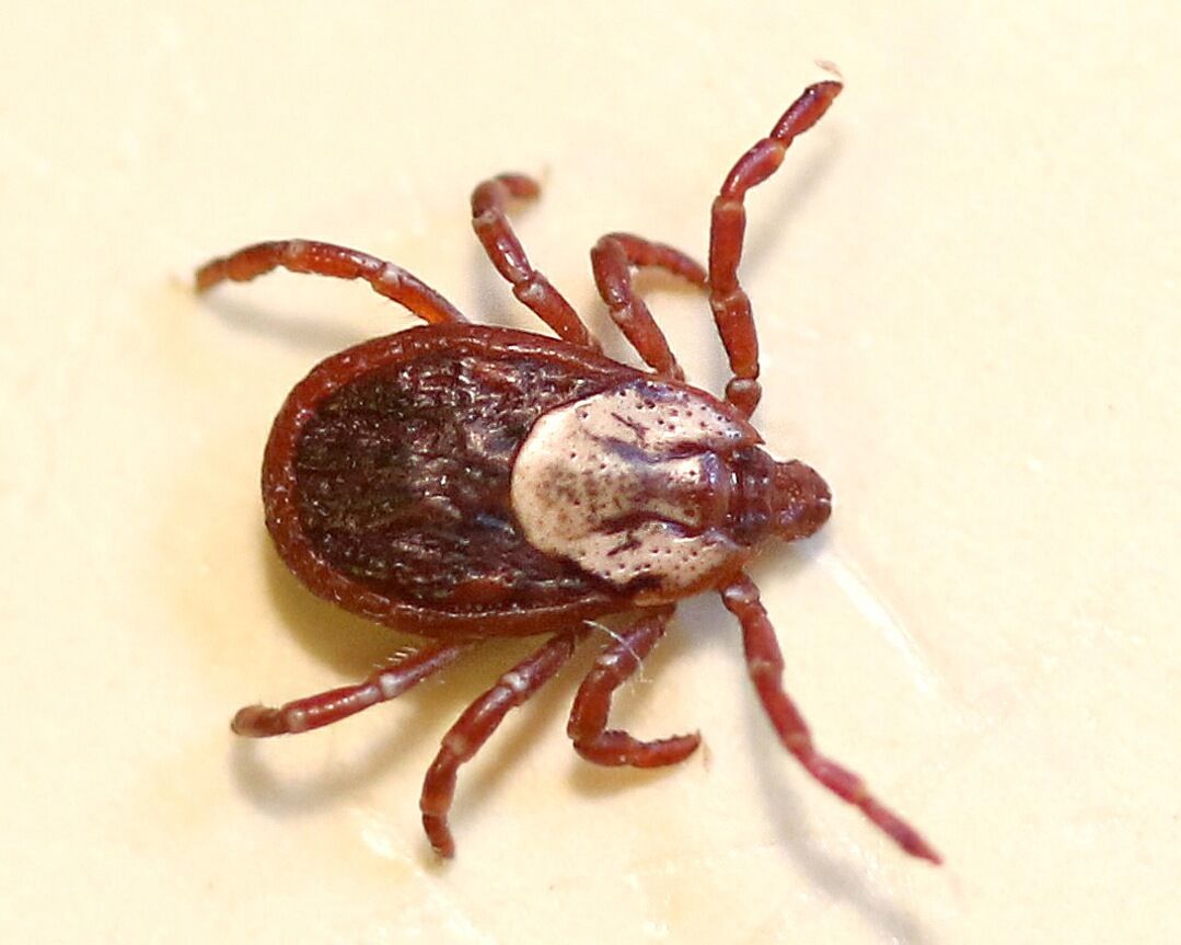 Nature Notes: Tick check season – for 3 local ticks | Westborough