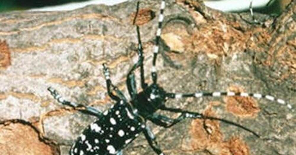 Asian Longhorned Beetle officially eradicated in Shrewsbury: 'A huge milestone'