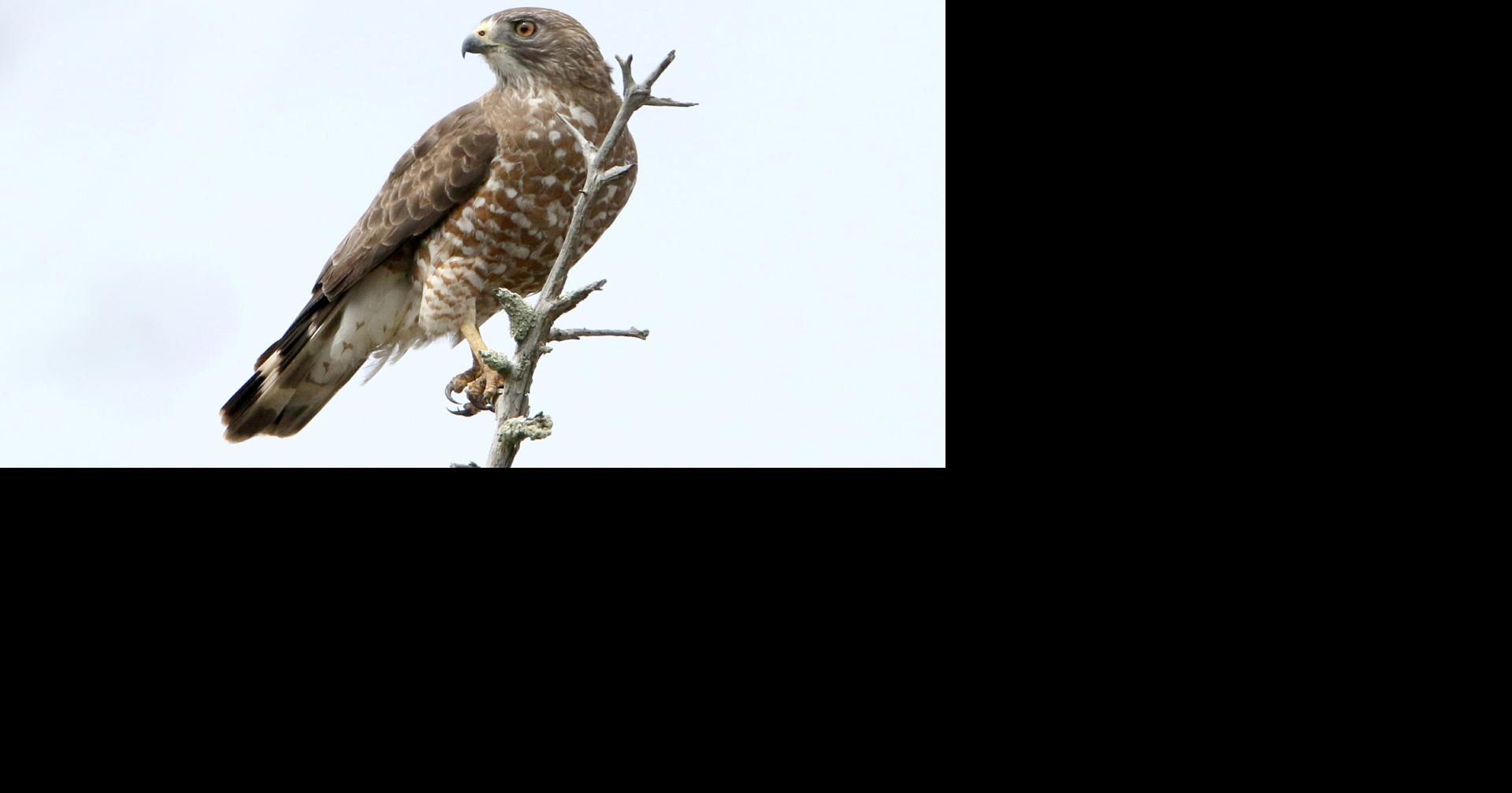 Nature Notes: It's the perfect time to view Hawks | News ...