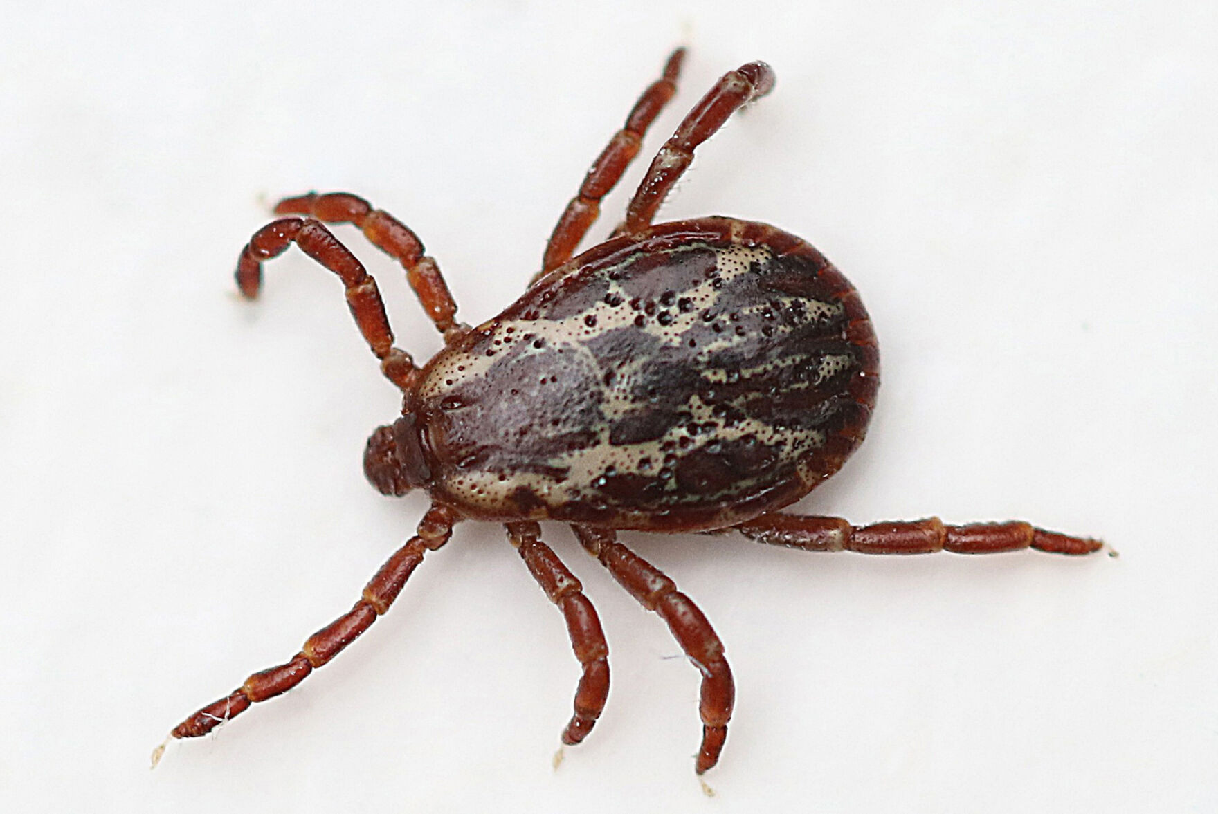 Nature Notes: Tick check season – for 3 local ticks | Westborough