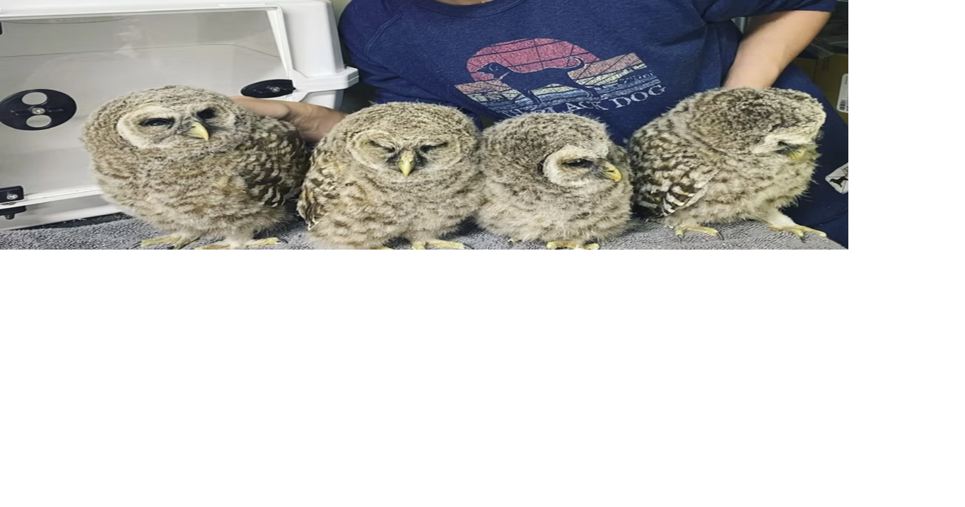 Shrewsbury-based Raptor Tales Rescue continues to care for birds of ...