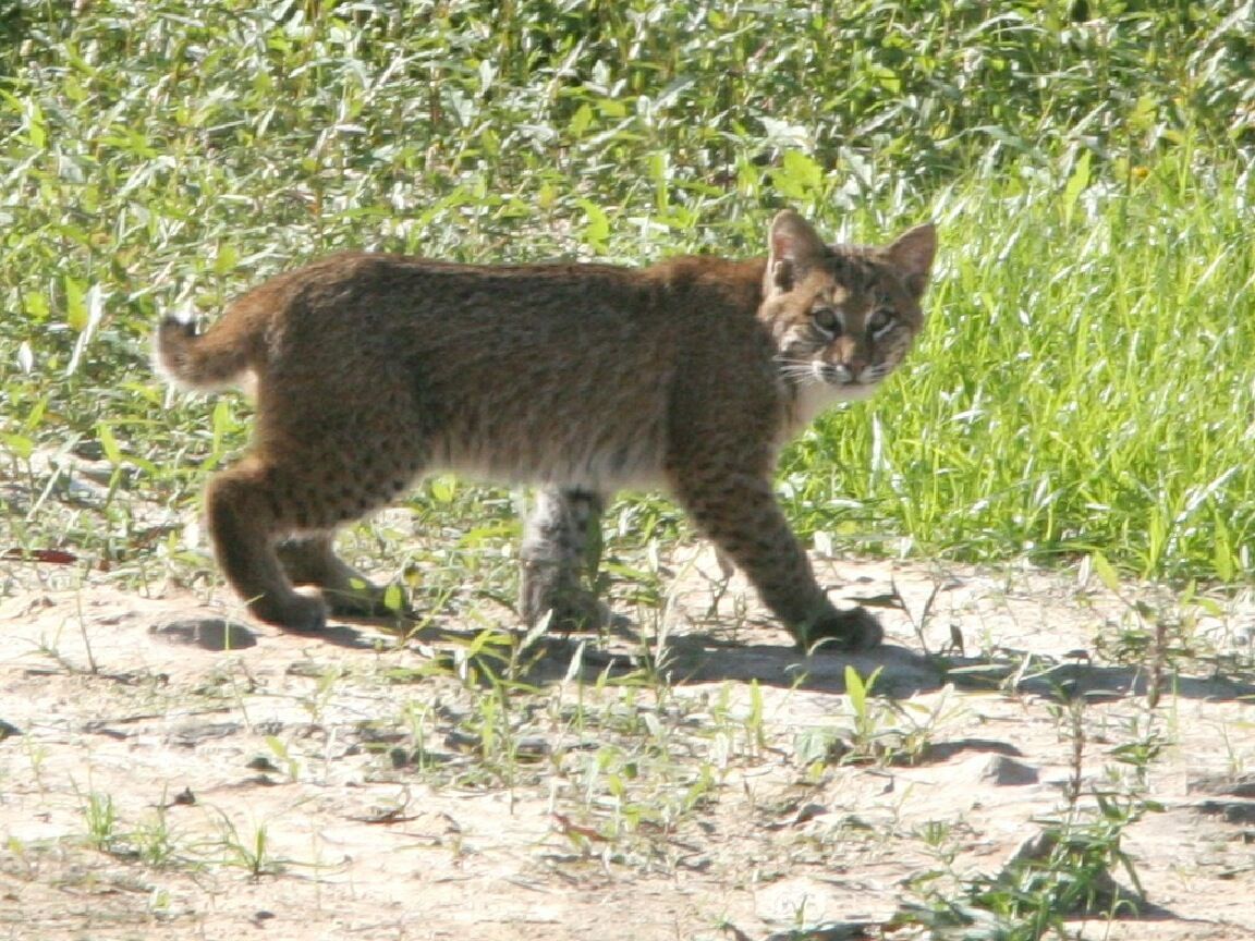 Nature Notes: Adaptable but shy bobcats are our neighbors | Westborough |  communityadvocate.com, image size:1152x864