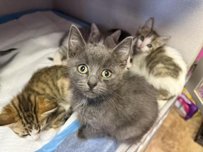 Better Together Animal Rescue Wins Community Service Award