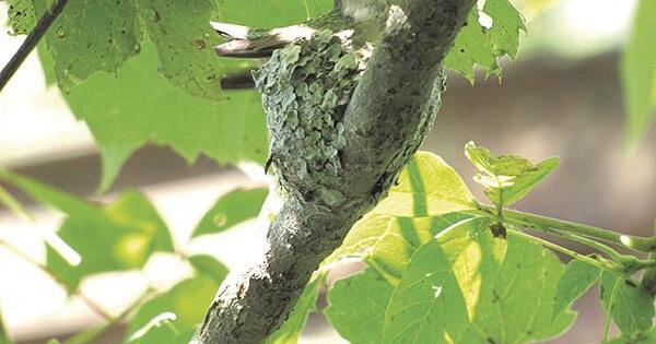 Building Better Birders - Becoming a Citizen Scientist at or near Home - Vimarsana News