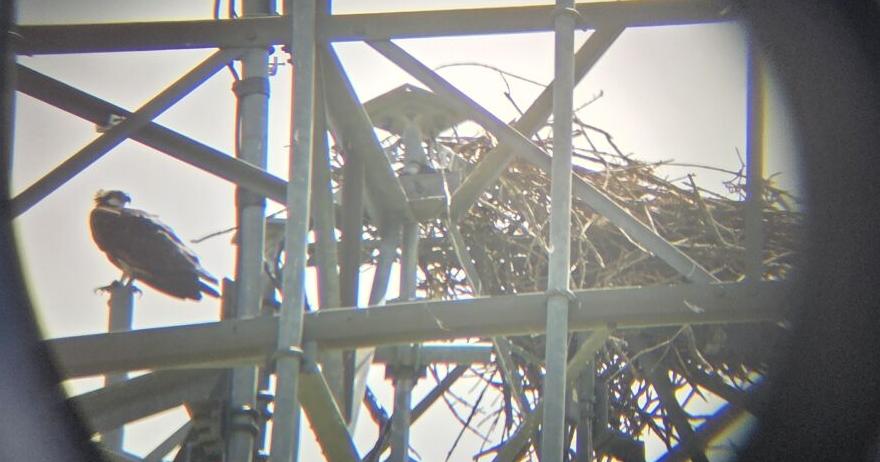 Two fledglings mark another successful year for ospreys in Shell Rock