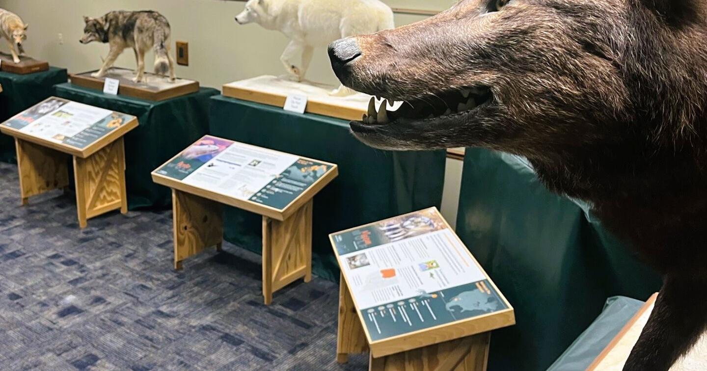 Wolves and Wild Lands Traveling Exhibit on Display at the Wickiup Hill Learning Center - Vimarsana News