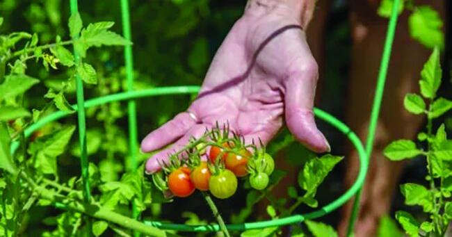 Iowa Donation Garden Network opens 2027 registration for community gardens