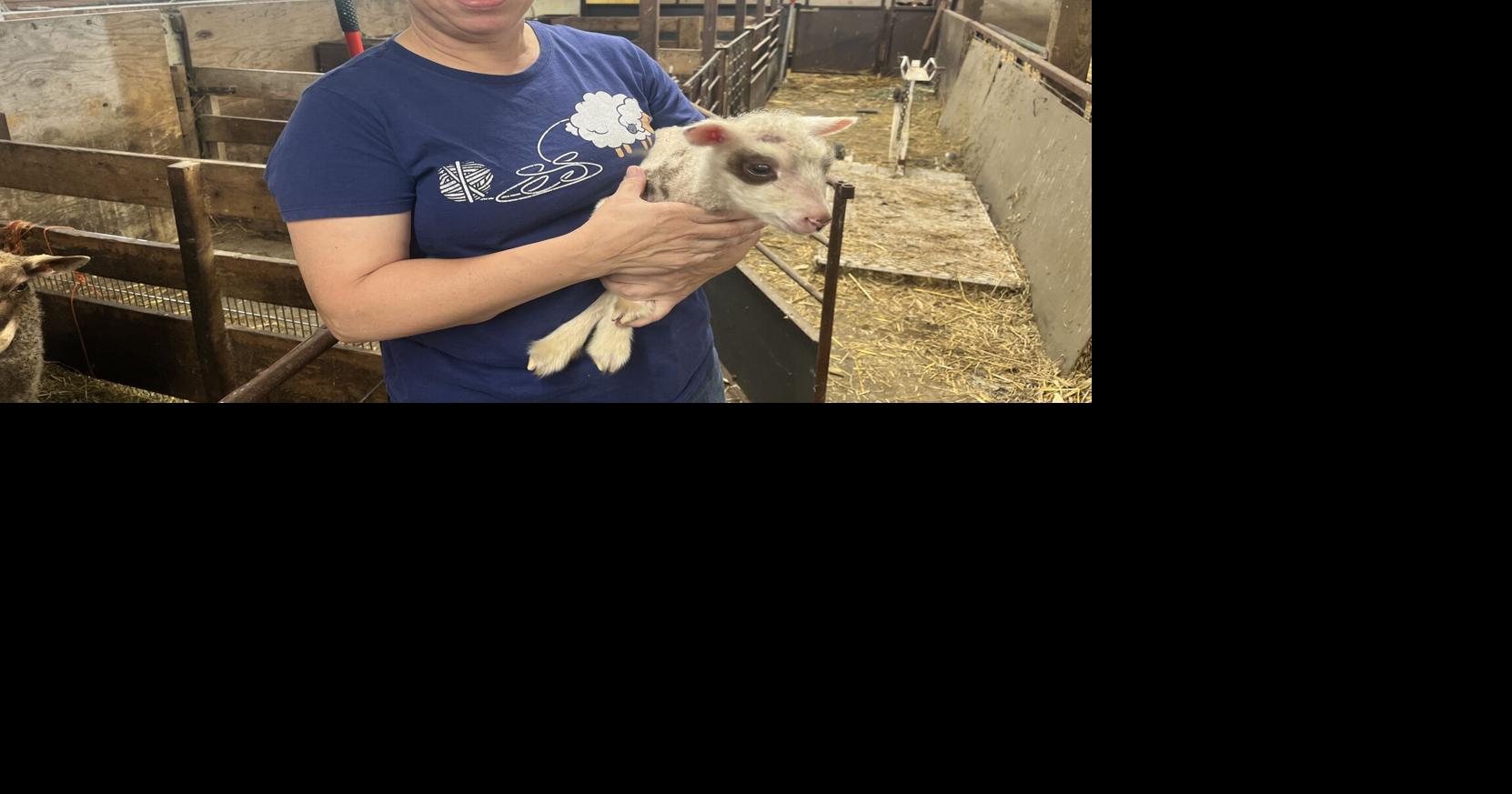 My hometown: Woven in every fiber: Barb Barnett’s labor of love begins with her sheep and ends with art