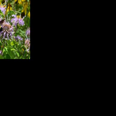 Iowa DNR Looking for Volunteers to Help with Bumble Bee Survey