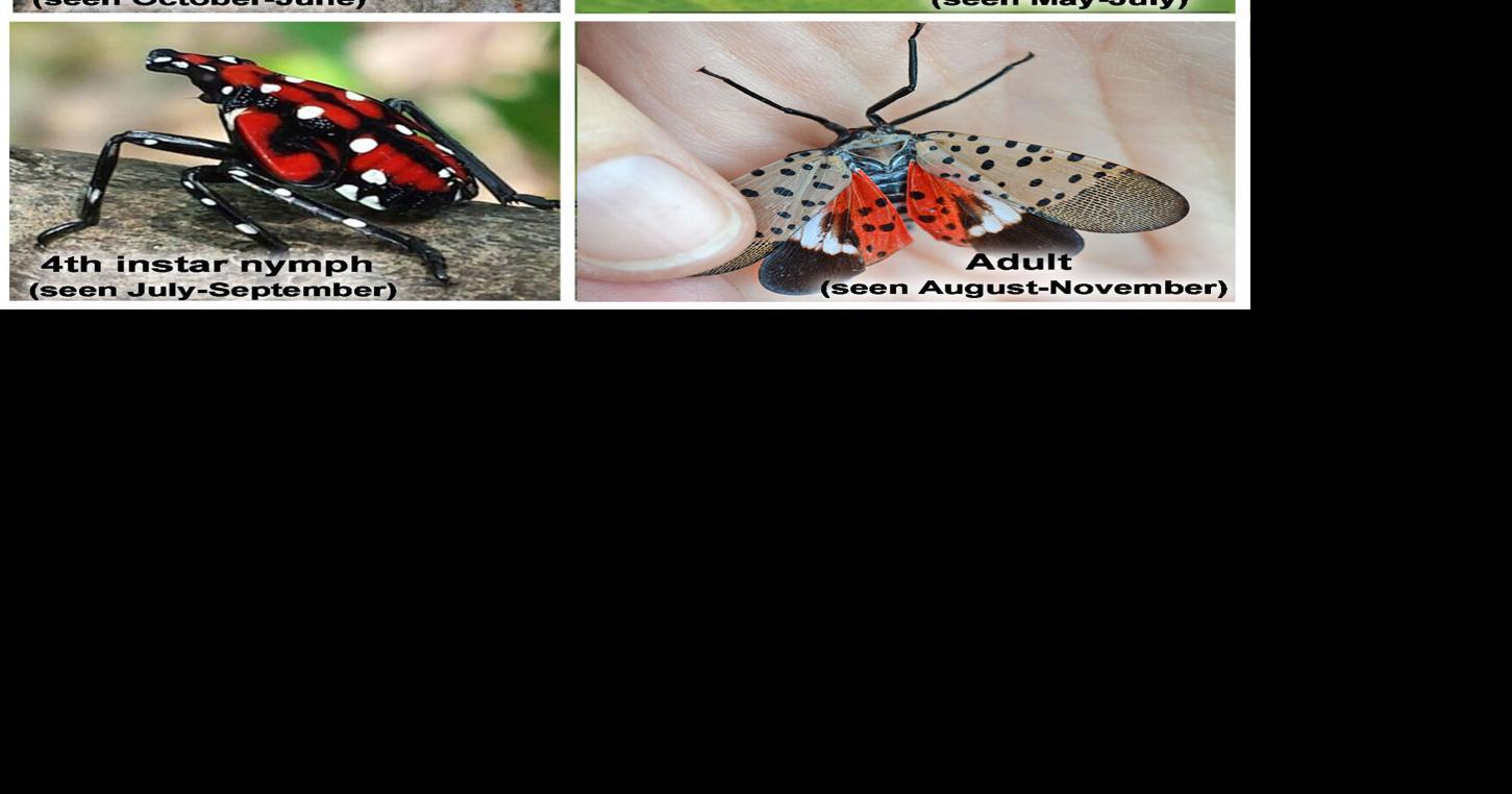 IDALS Urges Iowans to be on the Lookout for Spotted LanternfliesUrges Iowans to be on the Lookout for Spotted Lanternflies