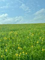 How to employ annuals in your livestock system