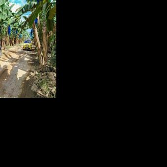 US banana giant Chiquita returns to Panama