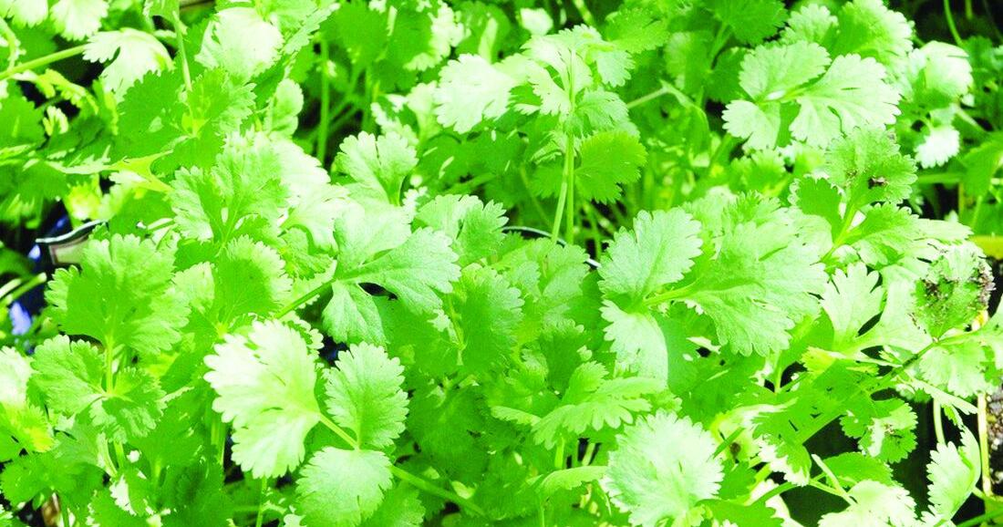Grow, harvest, and enjoy all parts of cilantro | Local ...