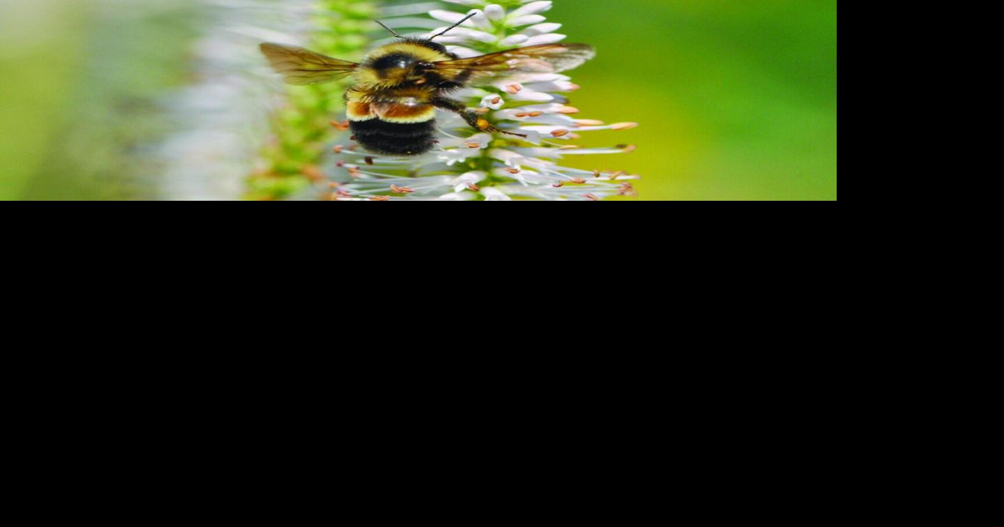 Free program March 25 highlights ‘Plight of our Pollinators’