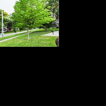 Why is my hackberry dropping yellow leaves?