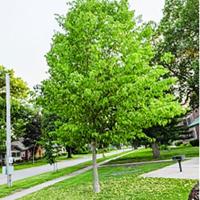 Why is my hackberry dropping yellow leaves?