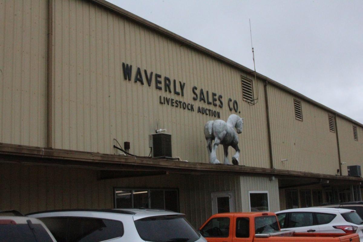Horses Harnesses Highlight Waverly Midwest Horse Sale This Week