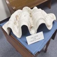 Giant clam hiding out at Wilder Museum