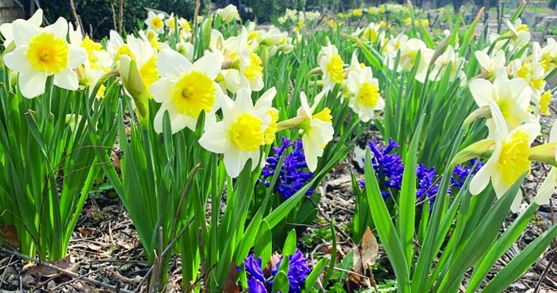 A sure sign of spring: Growing and caring for daffodils in Iowa