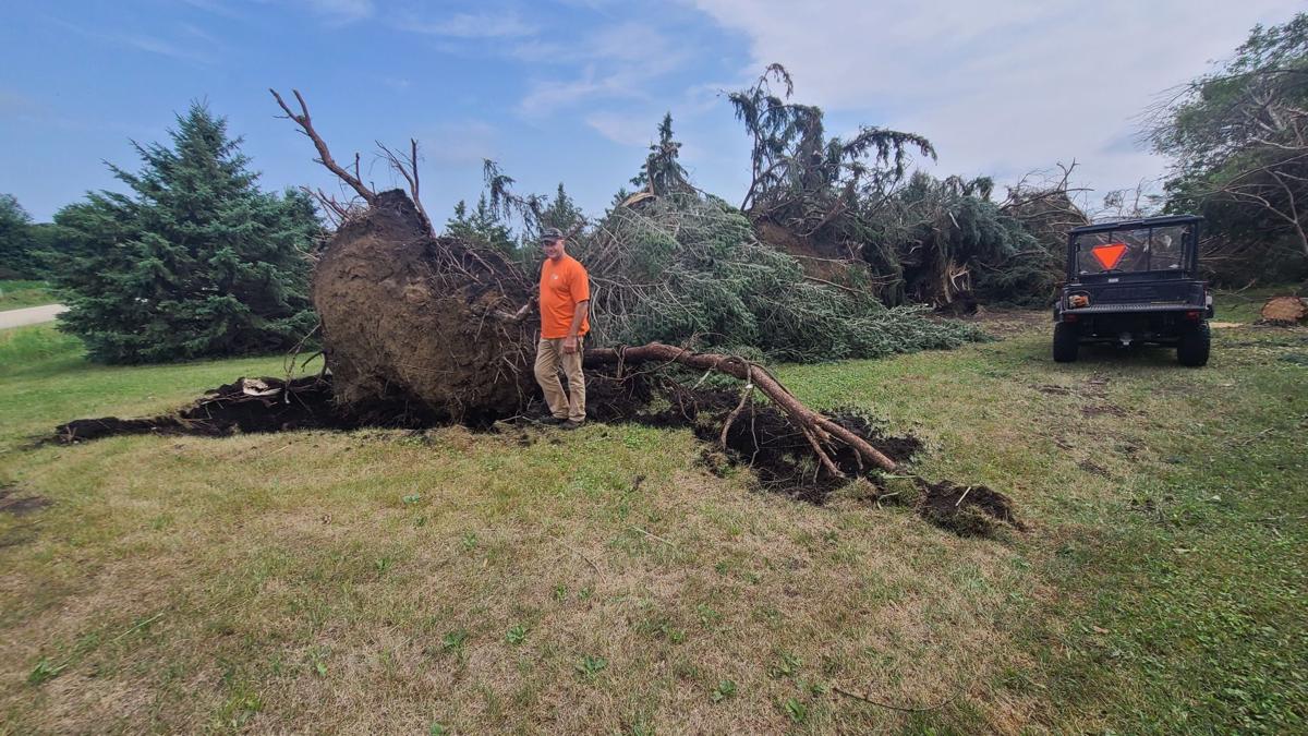 Uprooted tree